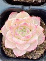 Echeveria Malgan Seeds ~ Plants ~ Colored ~ Succulents ~ Wheat Straw ~ Grow Your Own ~ Spring Flowers ~ Easy to Care For