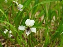 Viola Lanceolata Seeds ~ Lance-Leaved Violet ~ Bog White Violet