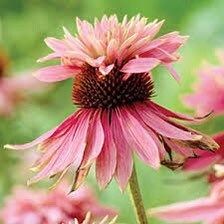 Doubledecker Purple Coneflower Echinacea Seeds ~ Echinacea Purpurea Doubledecker ~ Grow Your Own ~ Spring ~ Pretty Flowers