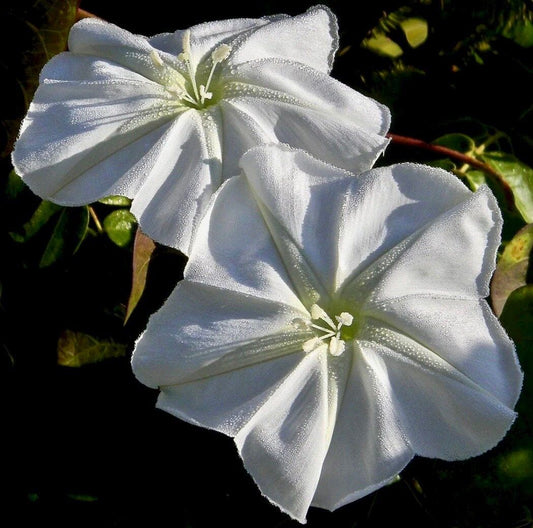 White Moon Vine Seeds ~ Moonflower ~ Ipomoea Alba ~ Tropical White ~ Morning Glory ~ Flowers ~ Pretty ~ Giant White Moonflower