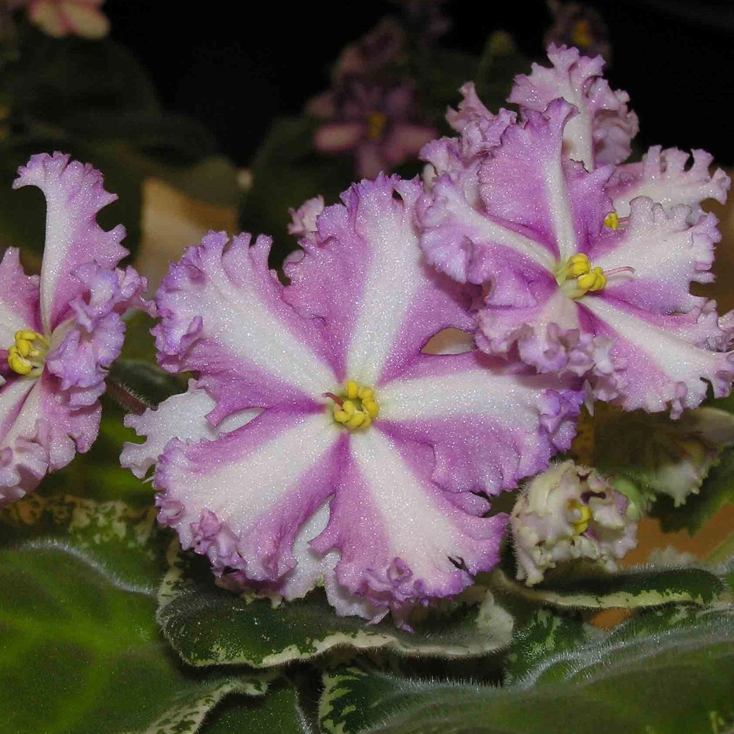 Rare African Violet Seeds ~ Saintpaulia ~ Indoor Plant ~ House Plants ~ Christmas Presents ~ Holiday Gifts ~ Stocking Stuffers