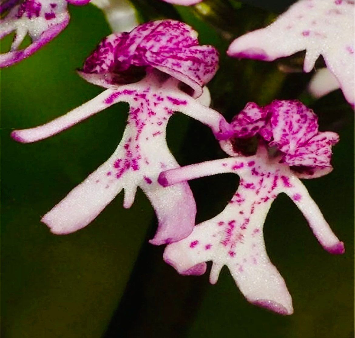 hanging naked plant Naked Man Orchid Seeds ~ Orchis Italica ~ Italian Orchid ~ Usual Flowers ~ Exotic Flower ~ Unique Flowers ~ Funky Plants