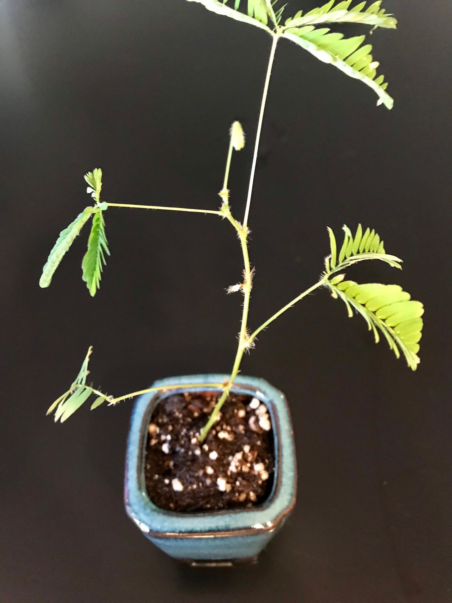 Sensitive Plant Bonsai~Mimosa Pudica Plant~Touch-Me-NOT Plant~Sleepy Plant~Shame Plant~Action Plant~Zombie Plant~Shy Lady Plant