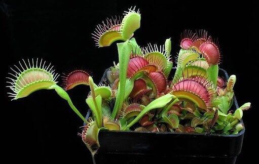 Variety Venus Flytrap Seeds ~ The Seeds of Giants ~ Carnivorous Plants ~ Carnivore ~ Grow Your Very Own