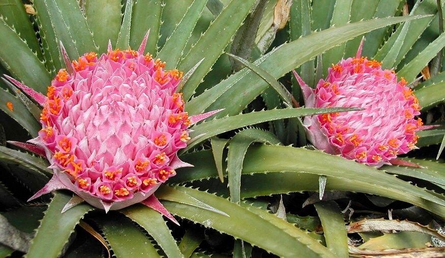 chilean pineapple plant Rare Exotic Pink Chilean Bromeliad Seeds ~ Ochagavia Carnea ~ Tropical – Your Plant Bitch