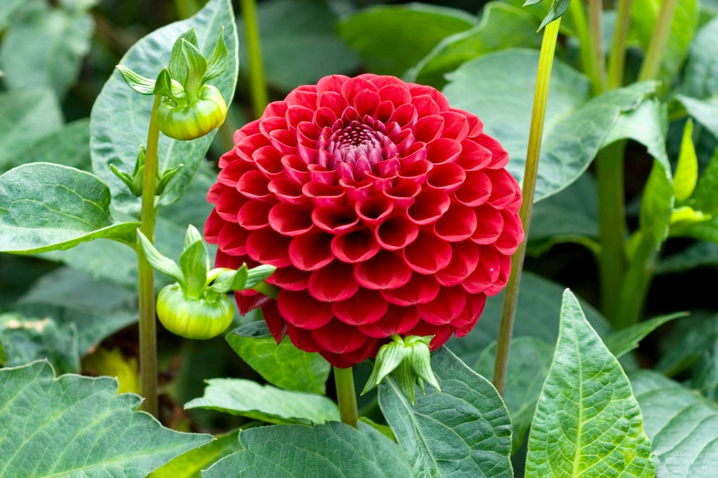 Double Pompon Dahlia Seeds ~ Plants ~ Garden ~ Grow Your Own ~ Spring Flowers ~ Instead of Flowers ~ Flowers