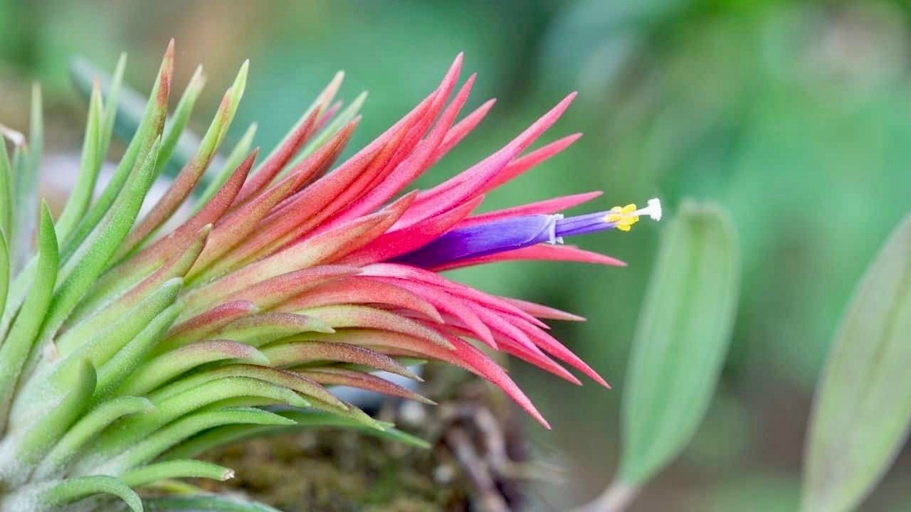 buy air plant seeds Air Plant Tillandsia Lonantha Seeds ~ Sky Plant ~ Shy Plant ~ Cool Pla – Your Plant Bitch