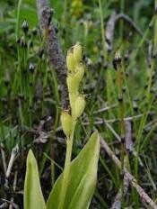Liparis Loeselii Seeds ~ Fern Orchid ~ Yellow Widelip Orchid ~ Bog Twayblade ~ Orchids ~ Usual Flowers ~ Exotic Flower