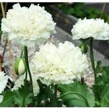 Cream Peony Poppies ~ Papaver Paeoniflorum  ~ Cool Flowers ~ Rare ~ Heirloom