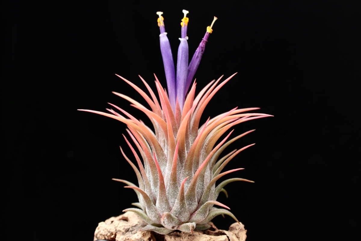 Air Plant Tillandsia Lonantha Seeds ~ Sky Plant ~ Shy Plant ~ Cool Plants ~ House Plant ~ Easy Care ~ Rare ~ Plants ~ Easy ~ Crafts ~