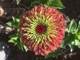 Zinnia “Queen Lime Mix” Seeds ~ Flower Seeds ~ Plants ~ Garden ~ Grow Your Own ~ Spring Flowers ~ Instead of Flowers ~ Flowers