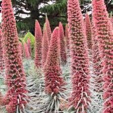 Tower of Jewels Flower Seeds ~ Echium Wildpretii ~ Snake Head ~ Unique ~ Rare ~ Exotic ~ Garden ~ Grow Your Own ~ Plant