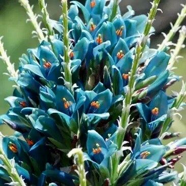 Rare Sapphire Tower Seeds ~ Puya Alpestris ~ Puya Alpestris Gaytic ~ Exotic ~ Beautiful ~ Jade