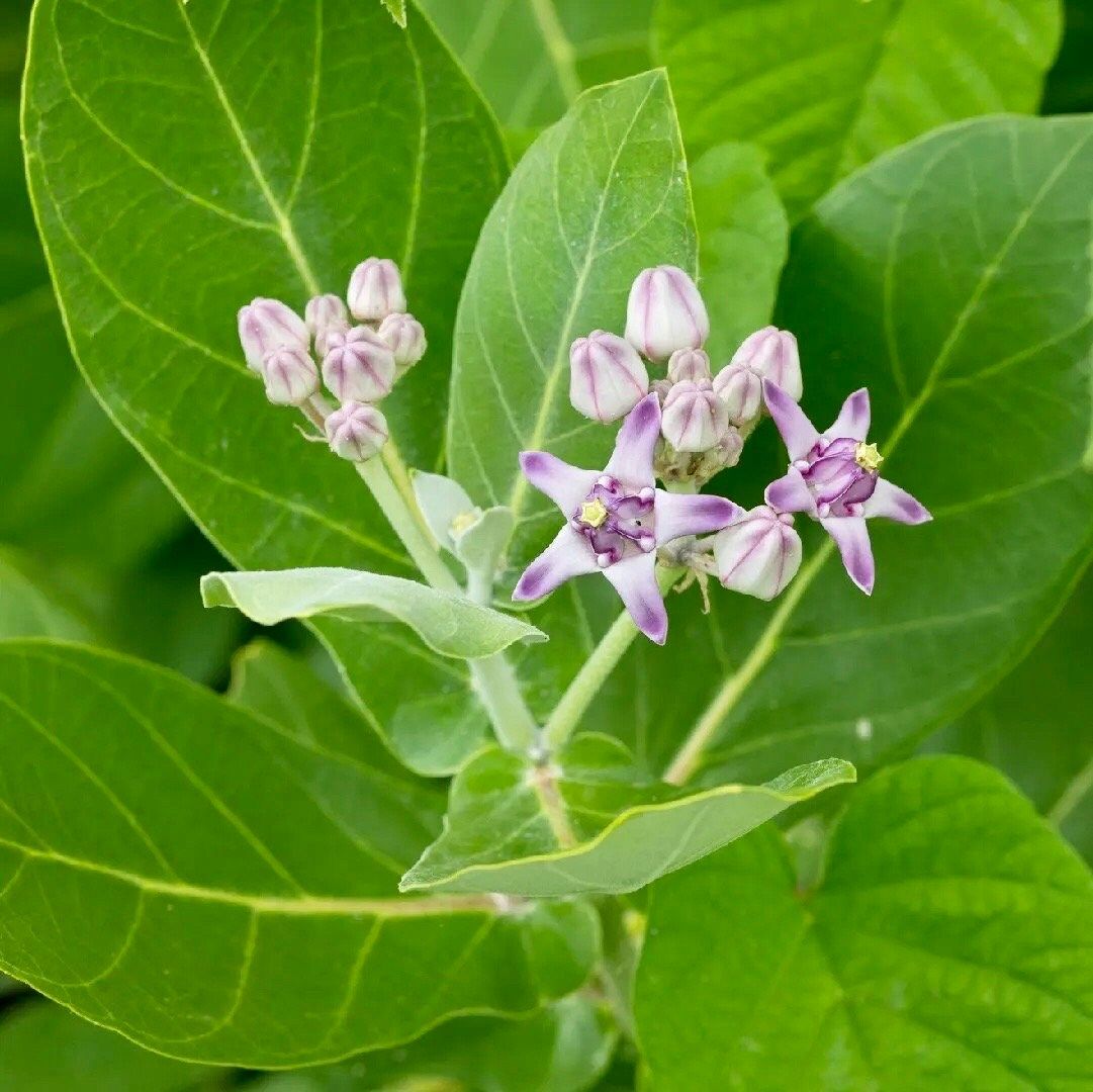 Rare Crown Flower Milkweed Seeds ~ Crown Flower ~ Calotropis Gigantea ~ Exotic ~ Unique ~ Tropical ~ Hawaii ~ Leis