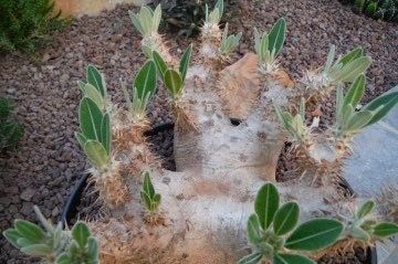 Pachypodium Denachypodium Seeds ~ Cactus ~ Rare ~ Blue ~ Cati ~ Cool Plants ~ Easy Care