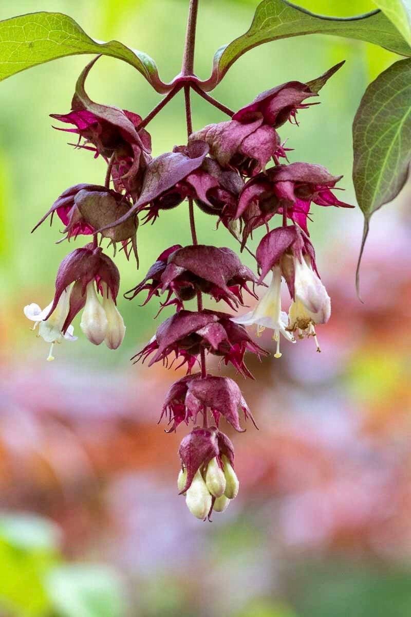 Rare Gold Leaf Himalayan Honeysuckle Seeds ~ Leycesteria Formosa ~ Plants ~ Garden ~ Grow Your Own ~ Spring Flowers ~ Unique