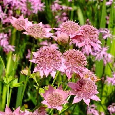 Rosea Astrantia Major Seeds ~ 'Star of Billion' ~ The Great Masterwort ~ Garden ~ Grow Your Own ~ Spring Flowers ~ Instead of Flowers