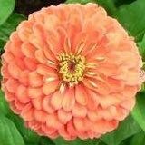 Salmon Queen Zinnia Seeds ~ Flower Seeds ~ Plants ~ Garden ~ Grow Your Own ~ Spring Flowers ~ Instead of Flowers ~ Flowers