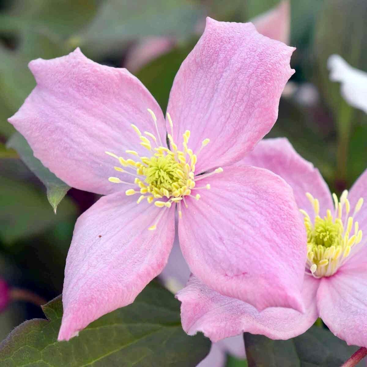 Pink Fragrant Spring Clematis Seeds ~ Montana ~ Fragrance Flowers ~ Vanilla ~ Garden ~ Grow Your Own ~ Spring Flowers ~ Instead of Flowersu