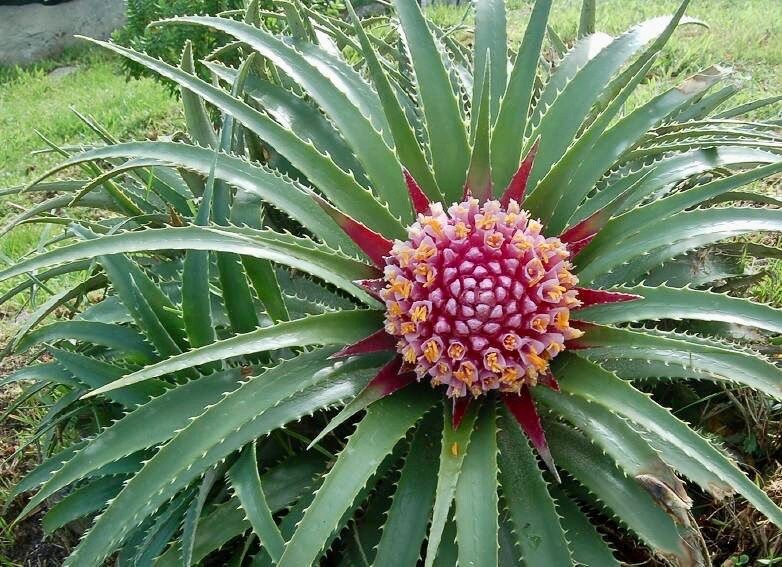 Rare Exotic Pink Chilean Bromeliad Seeds ~ Ochagavia Carnea ~ Tropical ~ Bouquet ~ Fresh Flowers