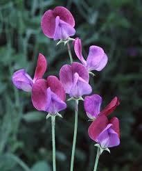 Multi Color Sweet Pea Seeds ~ Plants ~ Garden ~ Grow Your Own ~ Spring Flowers ~ Instead of Flowers ~ Flowers