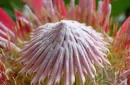 King Protea Seeds ~ Bouquets ~ Plants ~ Rare ~ Grow Your Own ~Tropical Flowers ~ Exotic Flowers