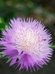 Sweet Sultan Flower Seeds ~ Annual  Flowers ~ Spring Time ~ Gardener ~ Gardens ~ Fresh Cut Flowers ~ Bouquet