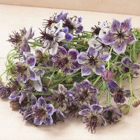 Nigella Papillosa Delft Blue Seeds ~ Forget Me Nots ~ Rare ~ Rare Plants ~ Grow Your Own ~ Spring Flowers