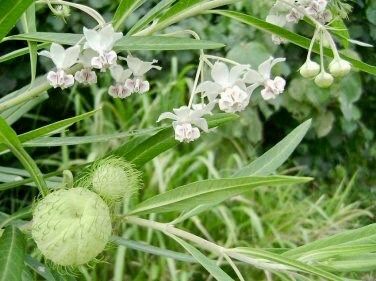 Hairy Balls Seeds ~ Jewels OG ~ Gomphocarpus Physocarpa ~ Balloon Plant ~ Milkweed Plants ~ Garden ~ Grow Your Own ~ Spring Flowers