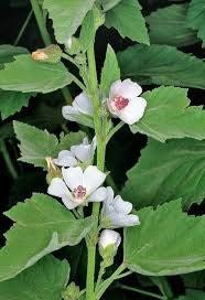 Althaea Officinalis Seeds ~ The Marsh Mallow ~ Marshmallow ~ Instead of Flowers