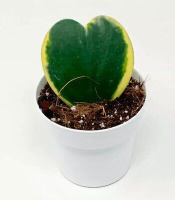 sweetheart succulent plant Variegated Hoya Kerrii Seeds ~ Sweetheart Plant Lucky ~ Heart Succulen – Your Plant Bitch