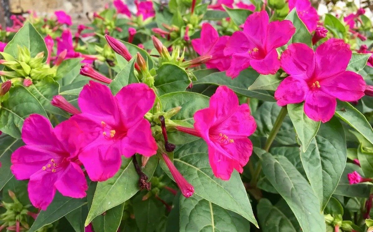 Mixed Marvel of Peru Seeds ~ Mirabilis Jalapa ~ 4 O’Clock Flower ~ Flowers ~ Trumpet ~ Fragrance ~ Vanilla