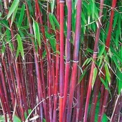 Red Bamboo Seeds ~ Fountain ~ Privacy Climbing ~  Cyrtostachys Renda Tree