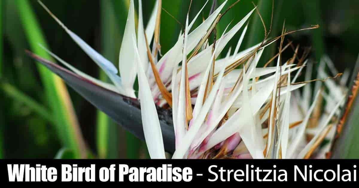 White Birds of Paradise Seeds ~ Strelitzia Nicolia ~ Wild Banana ~ Crane Flower ~ Grow Your Own ~ Spring ~ Houseplants