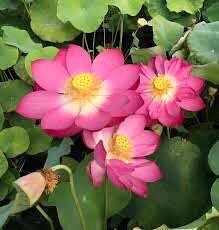 Tiny Red Gulang Lotus Seeds ~ Micro Lotus ~ Teacup Lotus ~ Hydroponic Garden ~ Water Plants ~ Flower Changes Color