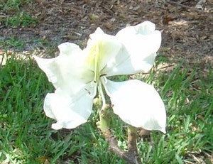 White Orchid Tree Seeds ~ Bauhinia Purpurea ~ Alba ~ Usual Flowers ~ Exotic Flower ~ Fragrant Flowers