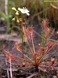 Drosera Intermedia Seeds ~ Spoonleaf Sundews ~ Carnivorous ~ Bug Eating ~ Oblong-leaved Sundew ~ Carnivore