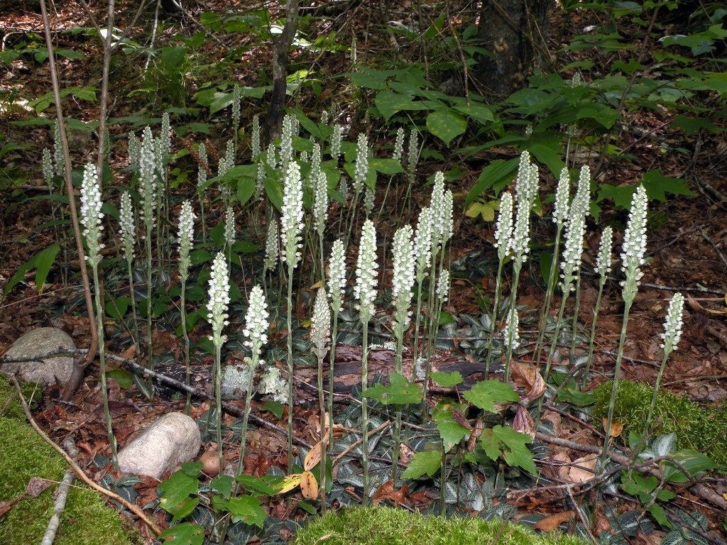 Goodyera Pubescens Seeds ~ The Downy Rattlesnake Plantain ~ Orchids ~ Usual Flowers ~ Exotic Flower