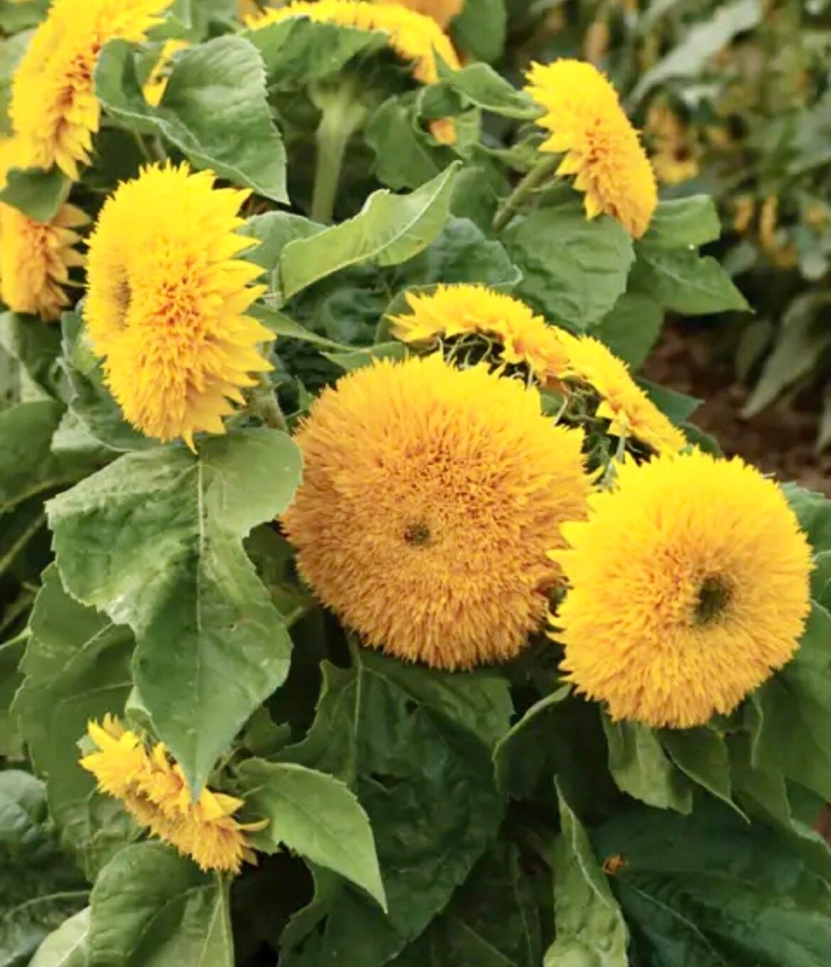 Dwarf Teddy Bear Sunflower Seeds ~ Helianthus Annuus ~ Sungold ~ Yellow ~ Cute Flowers ~ Garden ~ Boutique ~ Kids ~ Unique