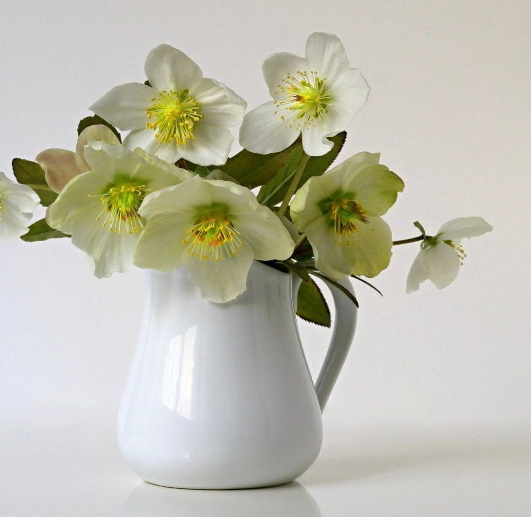 Christmas Rose Seeds ~ Helleborus Niger ~ Plants ~ Garden ~ Grow Your Own ~ Spring Flowers ~ Instead of Flowers ~ Presents