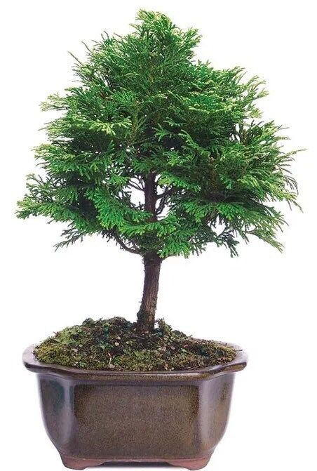 Bonsai Tree Starter Grow Kit ~ Grow Your Own Bonsai From Seed ~ Grow Kits ~ Perfect Gifts ~ Stocking Stuffers ~ Gift Set