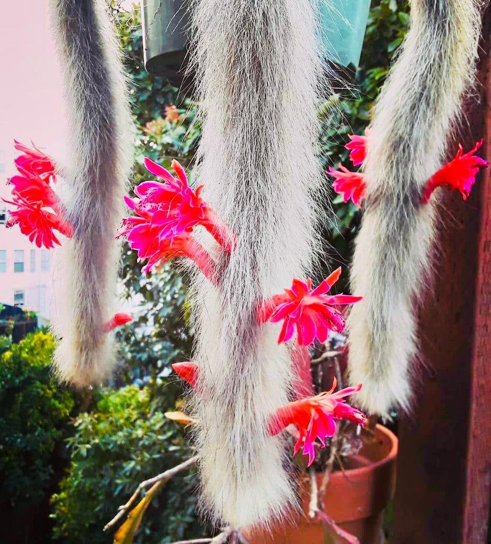 Monkey Tail Cactus Seeds ~ Cacti ~ Grow Your Own ~ Spring Flowers ~ Instead of Flowers ~ Cool Cactus