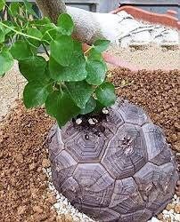 elephant foot plant seeds Rare Dioscorea Elephantipes Seeds ~ Elephant's Foot ~ Elephant's Foot – Your Plant Bitch