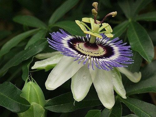 Blue Passiflora Seeds ~ Passionfruit ~ Maypop ~ Passionflower ~ True Passionflower ~ Wild Apricot ~ Wild Passion Vine