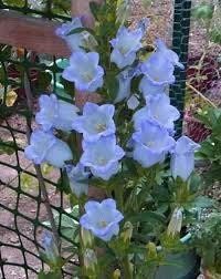 Mixed Canterbury Bells Seeds ~  Campanula Medium ~ Biennial Bloom ~ Spring Time