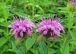 Wild Bergamot Seeds ~ Monarda Fistulosa - Bergamot ~ Unusual Flowers ~ Exotic Flower ~ Holiday ~ Garden ~ Houseplant ~ Rare ~ Pink ~