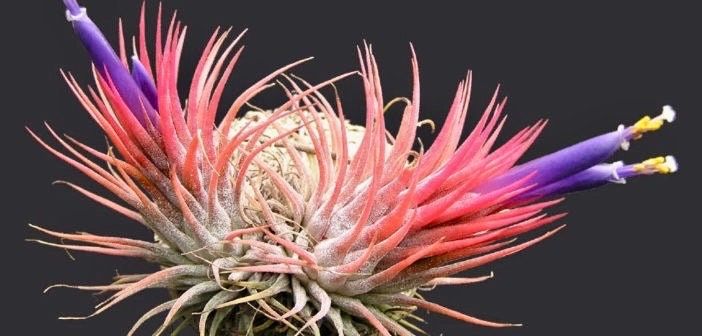 Air Plant Tillandsia Lonantha Seeds ~ Sky Plant ~ Shy Plant ~ Cool Plants ~ House Plant ~ Easy Care ~ Rare ~ Plants ~ Easy ~ Crafts ~