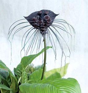 Rare Black Tacca Chantrieri Seeds ~ Black Bat Flower ~ Black Lily ~ Bat ~ Devil’s Flower ~ Exotic Flower ~ Unusual Flowers