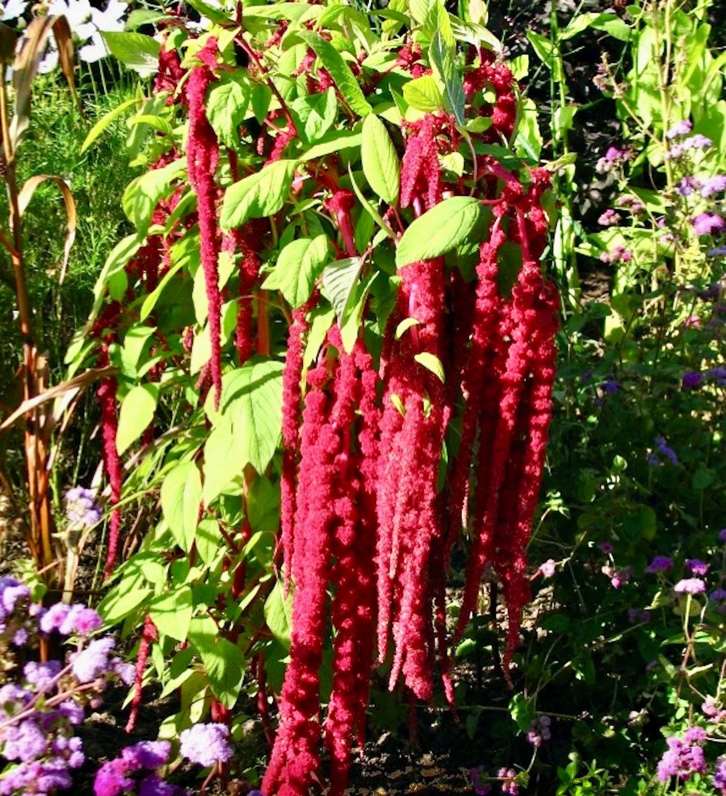 Red Amaranthus Caudatus Seeds ~ Love Lies Bleeding ~ Plants ~ Garden ~ Grow Your Own ~ Spring Flowers ~ Instead of Flowers