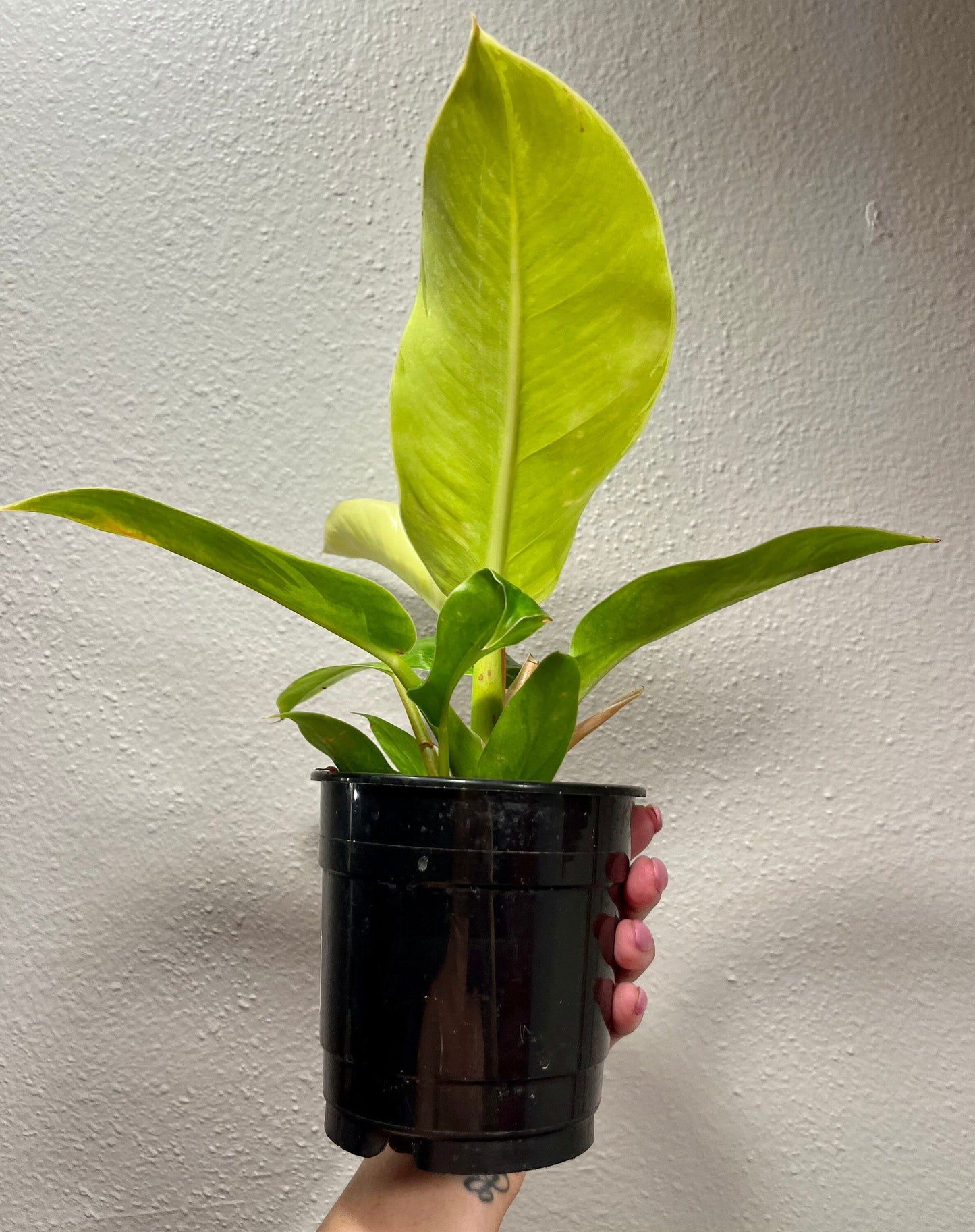 philodendron moonlight hybrid Philodendron Moonlight ~ Philodendron – Your Plant Bitch